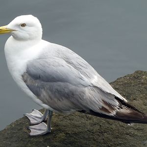 Unknown gull, please help ID!