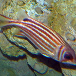 Sargocentron rubrum (ID by Great Argus)