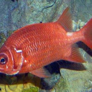 Unknown squirrelfish, please help ID!