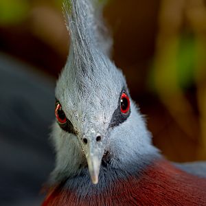 Sclater's crowned-pigeon : Cotswold WP : 12 Jul 2019