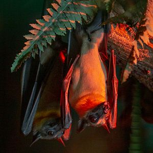 Straw-coloured fruit bat : Cotswold WP : 12 Jul 2019