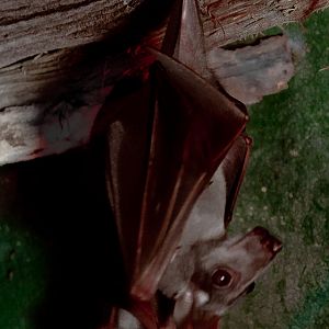 Hammer-headed bat : Cotswold WP : 12 Jul 2019