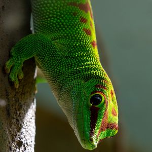 Madagascar giant day gecko : Cotswold WP : 12 Jul 2019