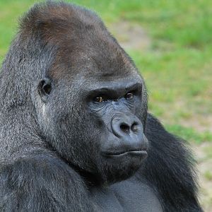 Western Lowland Gorilla (April 2018)