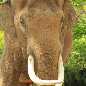 Indian Elephant (April 2018)