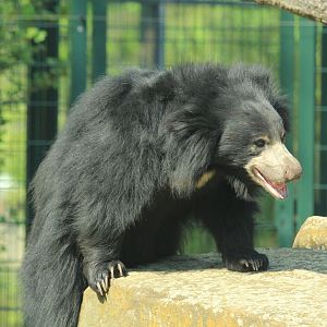 Sloth Bear (April 2018)