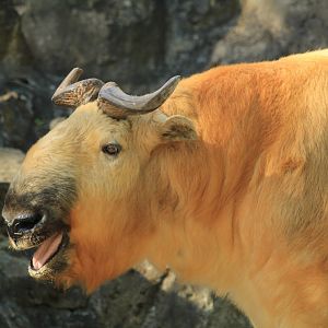 Golden Takin (April 2018)