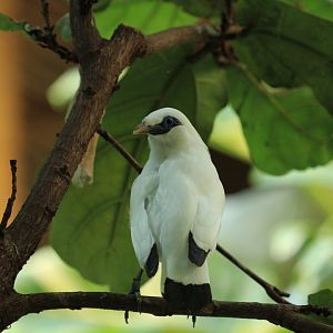 Bali myna (April 2018)