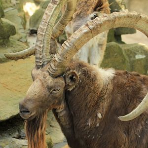 Siberian ibex (April 2018)