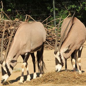 Gemsbok (April 2018)