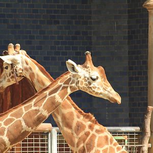 Reticulated giraffe (April 2018)