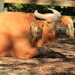 African forest buffalo (April 2018)