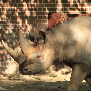 East African black rhino (April 2018)
