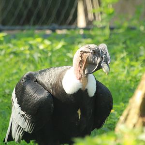 Andean condor (April 2018)