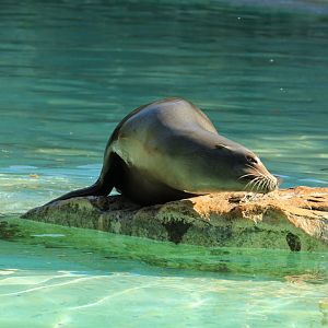 South African Fur Seal (April 2018)