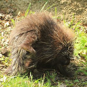 North American Porcupine (April 2018)