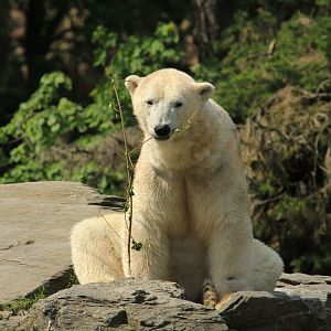 Polar bear (April 2018)