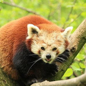 Red Panda (April 2018)