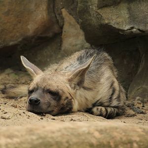Arabian Striped Hyena (April 2018)