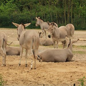 Somali wild ass (April 2018)