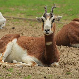 Mhorr gazelle (April 2018)