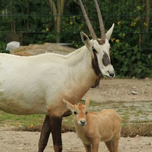 Arabian Oryx (April 2018)