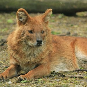 Dhole (April 2018)
