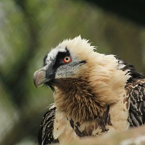 Bearded vulture (April 2018)