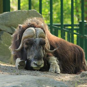Alaska Muskox (April 2018)