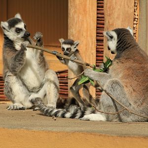 Ring tailed lemur (April 2018)