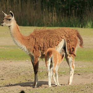 Guanako (April 2018)