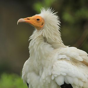 Egyptian vulture (April 2018)