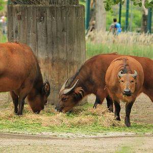 African forest buffalo (April 2018)