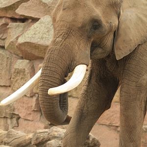 African Elephant (April 2018)