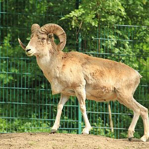 Marco Polo sheep (April 2018)