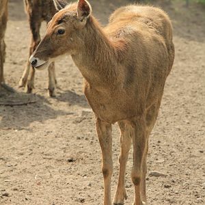 White-lipped Deer (April 2018)