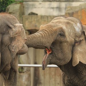 Indian elephant (April 2018)