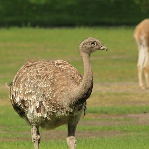 Darwin's rhea (April 2018)