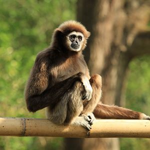 White-handed gibbon (April 2018)