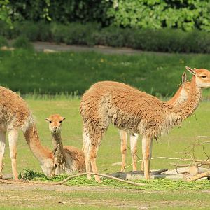 Vicuña (April 2018)