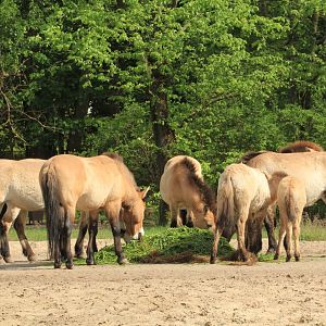 Przewalski's horses (April 2018)