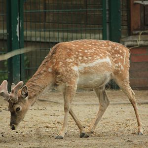 Persian Fallow Deer (April 2018)