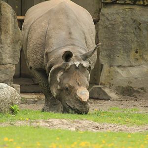 Great Indian Rhino (April 2018)