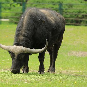 African Buffalo (April 2018)