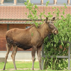 Eurasian Moose (April 2018)