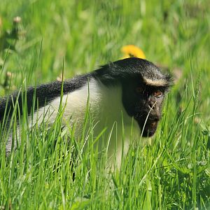 Diana Monkey (April 2018)