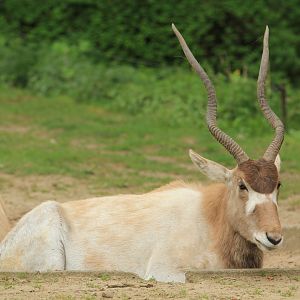 Addax (April 2018)