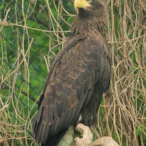 Steller's sea eagle (April 2018)