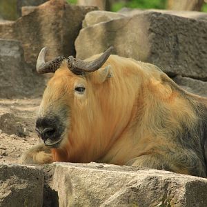Golden Takin (April 2018)