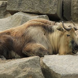 Mishmi takin (April 2018)